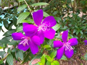 3 five-petaled purple flowers with threadlike white pistils on leafy branch